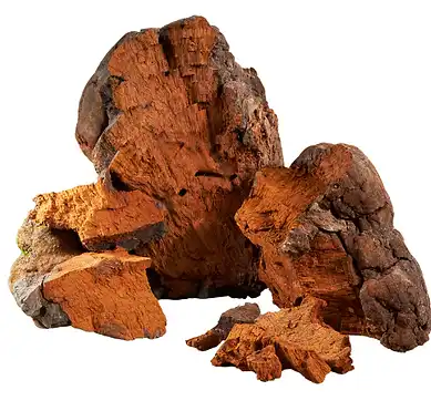 Chaga