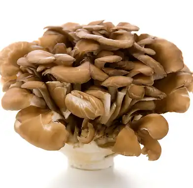 Maitake