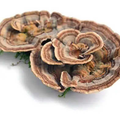 Turkey Tail